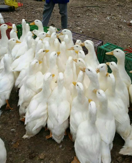 肉鸭肺部发黑是什么病?什么原因导致的?