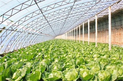 冬季棚室蔬菜施肥有哪些讲究呢？