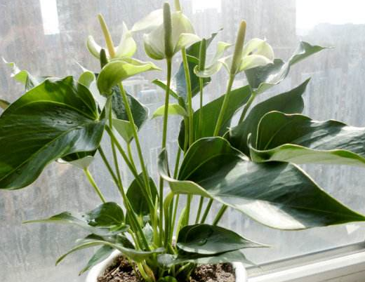 种植白鹤芋不开花是什么原因?怎么处理?