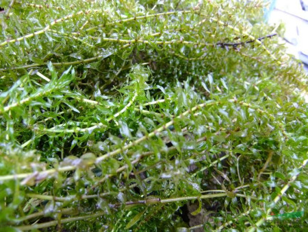 12月伊乐藻的种植要点有哪些?
