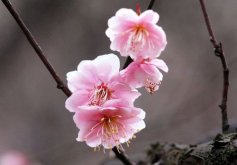 <strong>梅花叶子卷边怎么回事？</strong>