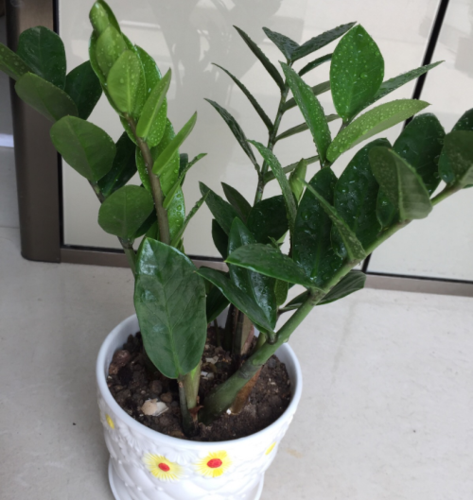 摇钱树苗虫灾怎么办?
