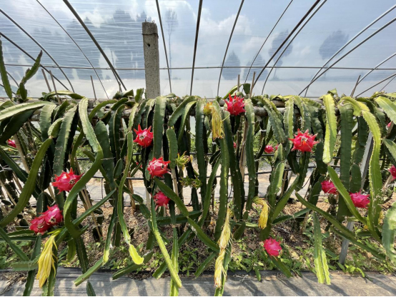12月火龙果种植管理要点有哪些?