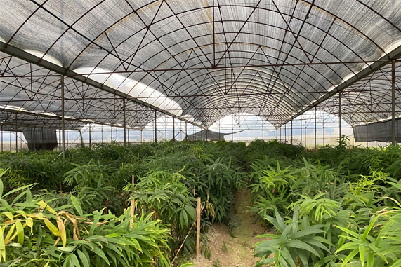黄精黑斑病的症状是什么?有哪些防治方法?