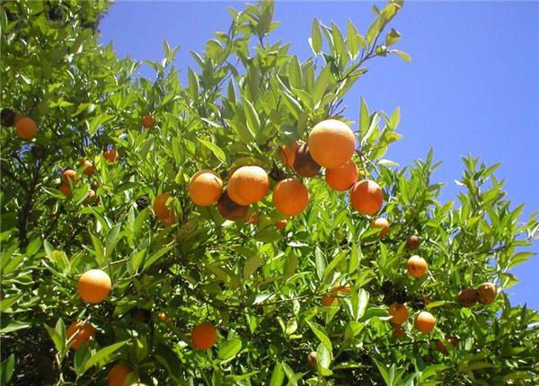 12月柑橘果树的管理要点