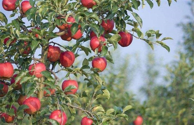 苹果树的12月管理要点