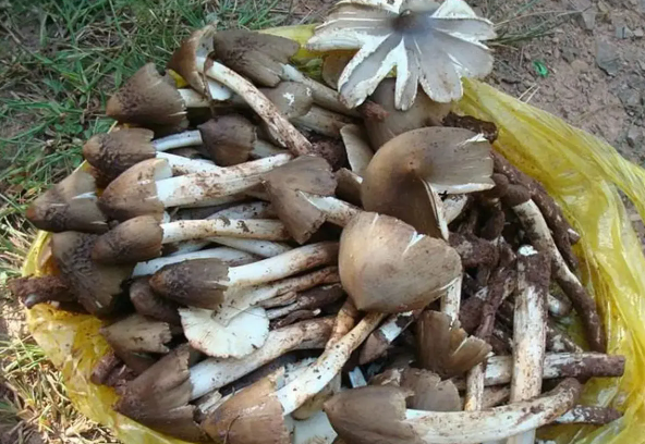 鸡枞菌人工种植基地在哪里?
