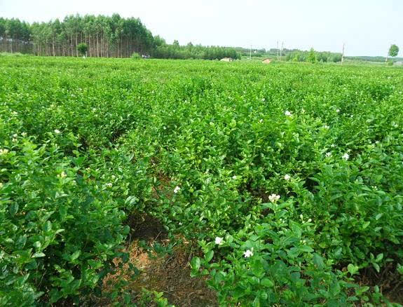 茉莉落花怎么办?