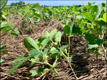 <strong>黄豆需要打几次杀虫药？黄豆种植用药注意事项</strong>