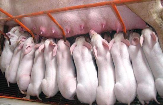 母猪产后多久可以正常发情?