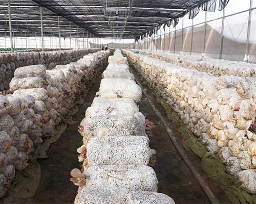 12月食用菌越冬管理要点