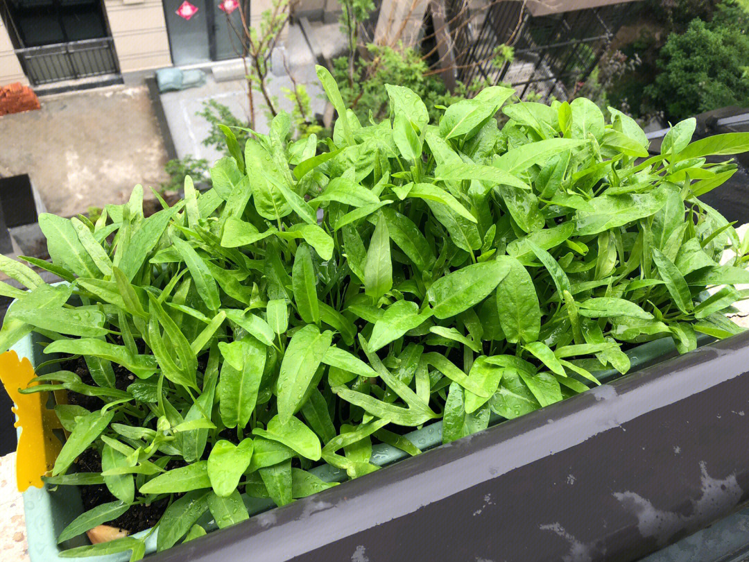 空心菜阳台盆栽种植方法