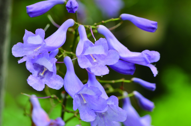 花楹主要分为哪两种？红花楹花语和种植注意事项