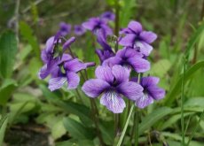 <strong>紫花地丁种植时间及方法</strong>