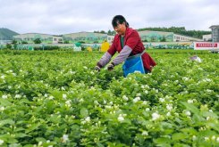 <strong>茉莉冬季掉叶子正常吗？冬季要如何养护茉莉？</strong>