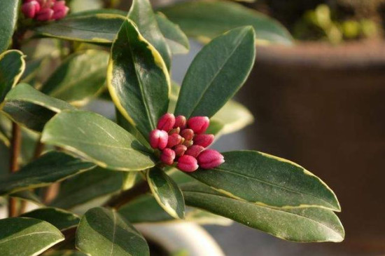 瑞香花的养殖方法及养护要点