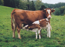 刚买的牛犊拉稀怎么回事？犊牛腹泻的原因是什么？