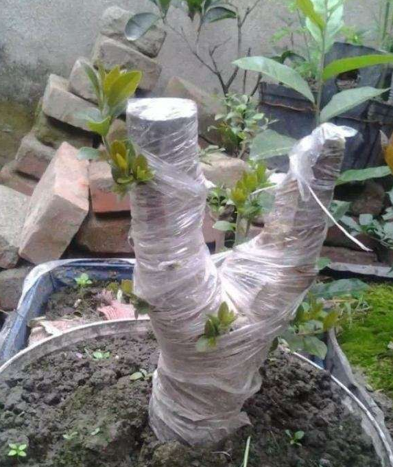 6月份下山桩可以缠膜吗?下山桩介绍