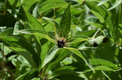 <strong>七叶一枝花的别名和药用价值</strong>