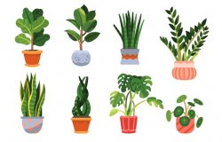 <strong>中国植物学家发表的第一个植物？</strong>