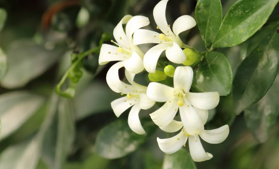 九里香几年开花?怎么养才能开花?