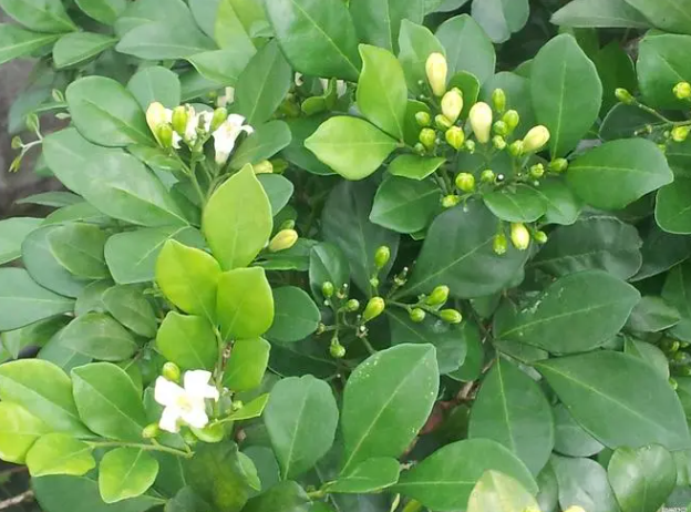 九里香有驱蚊驱虫的作用吗?