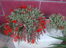 <strong>仙人指花卉怎么养长得好？如何浇水施肥？</strong>