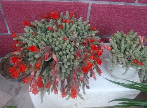 仙人指花卉怎么养长得好?如何浇水施肥?