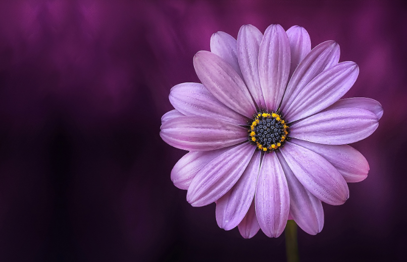 依米花的花语是什么？它真的存在吗？