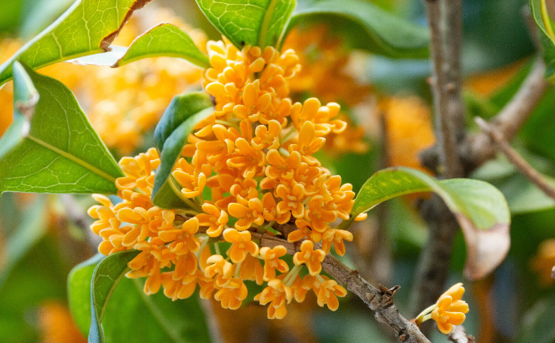 信阳市的市花是什么?寓意是什么?