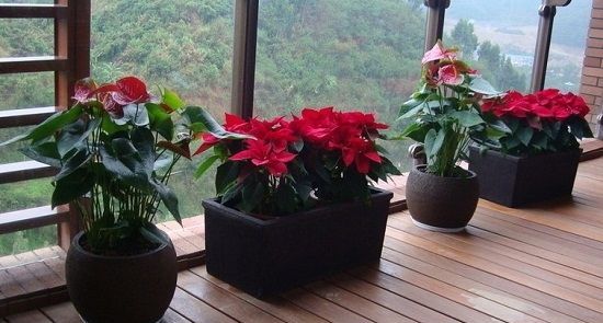家庭自制花肥的方法有哪些?