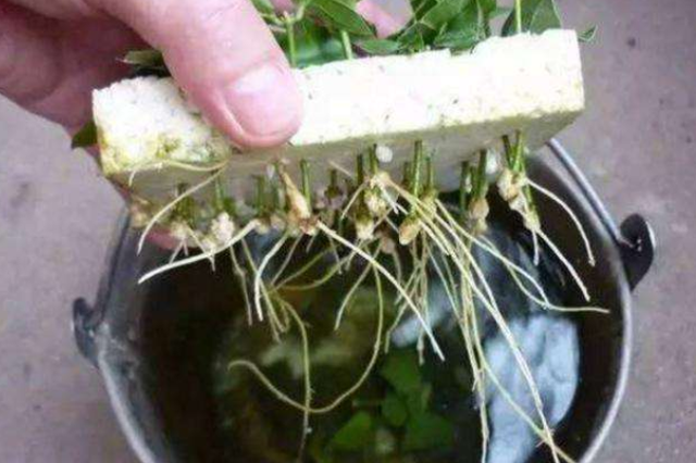 自制生根水的简单方法