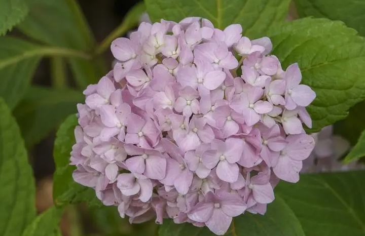 八仙花和绣球的区别，两者是一种植物吗？