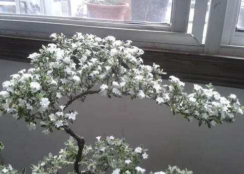 六月雪花语是什么?可以放在室内养吗?