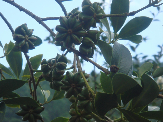 八角树放什么肥料可保花保果?