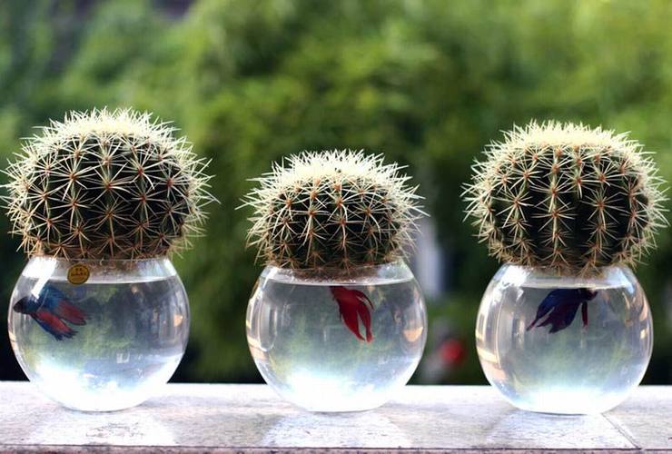 仙人球种植要点