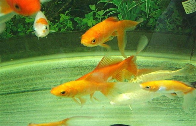 鱼缸水有腥味怎么办？如何解决？