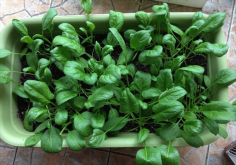 <strong>菠菜根阳台种植方法</strong>