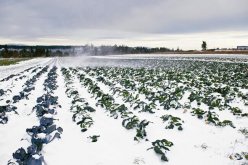 <strong>小雪节气都需要做好哪些田间管理要点呢？</strong>