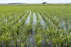 <strong>水稻立枯病一般发生在什么时期呢？它的发病原因及预防方法是</strong>