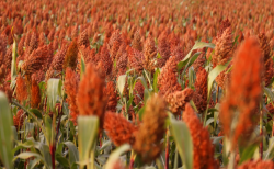 <strong>一年生植物应该如何栽培，如何种植呢？</strong>