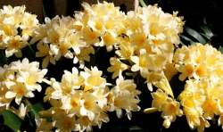 <strong>适合花坛种植的花卉有哪些？</strong>