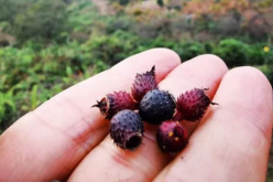 <strong>地菍是什么植物的果实？其种植价值是什么？</strong>