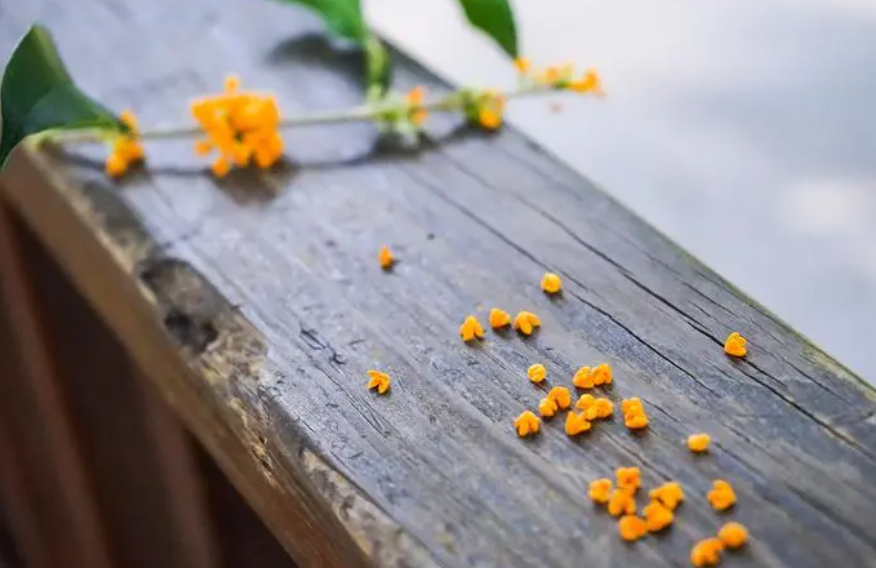 桂花有哪些名贵种群?各种群包含哪些品种?