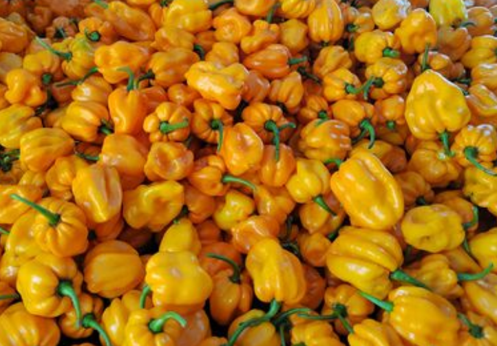 辣椒之王-海南黄灯笼椒的特点及生长习性。