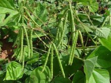 <strong>绿豆春播高产种植技术</strong>