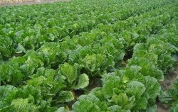 <strong>2月大白菜种植管理要点</strong>
