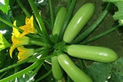 <strong>西葫芦什么时间喷花好呢？冬季需做好哪些管理技术？</strong>