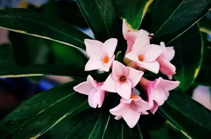 金边瑞香什么时候开花?花期有多长?
