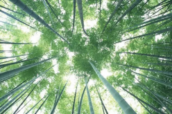 <strong>竹子会开花吗？竹子上的白霜是什么？</strong>